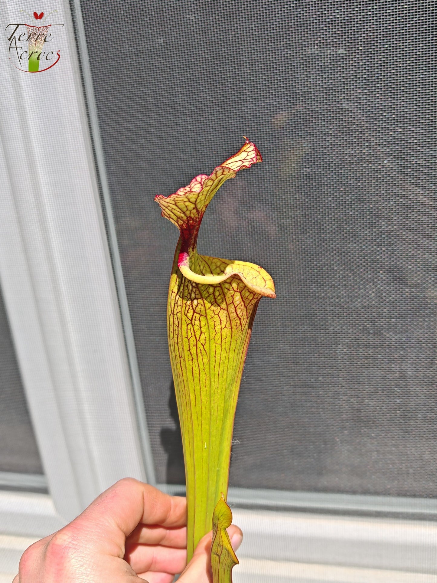 LBU05 Sarracenia hybride