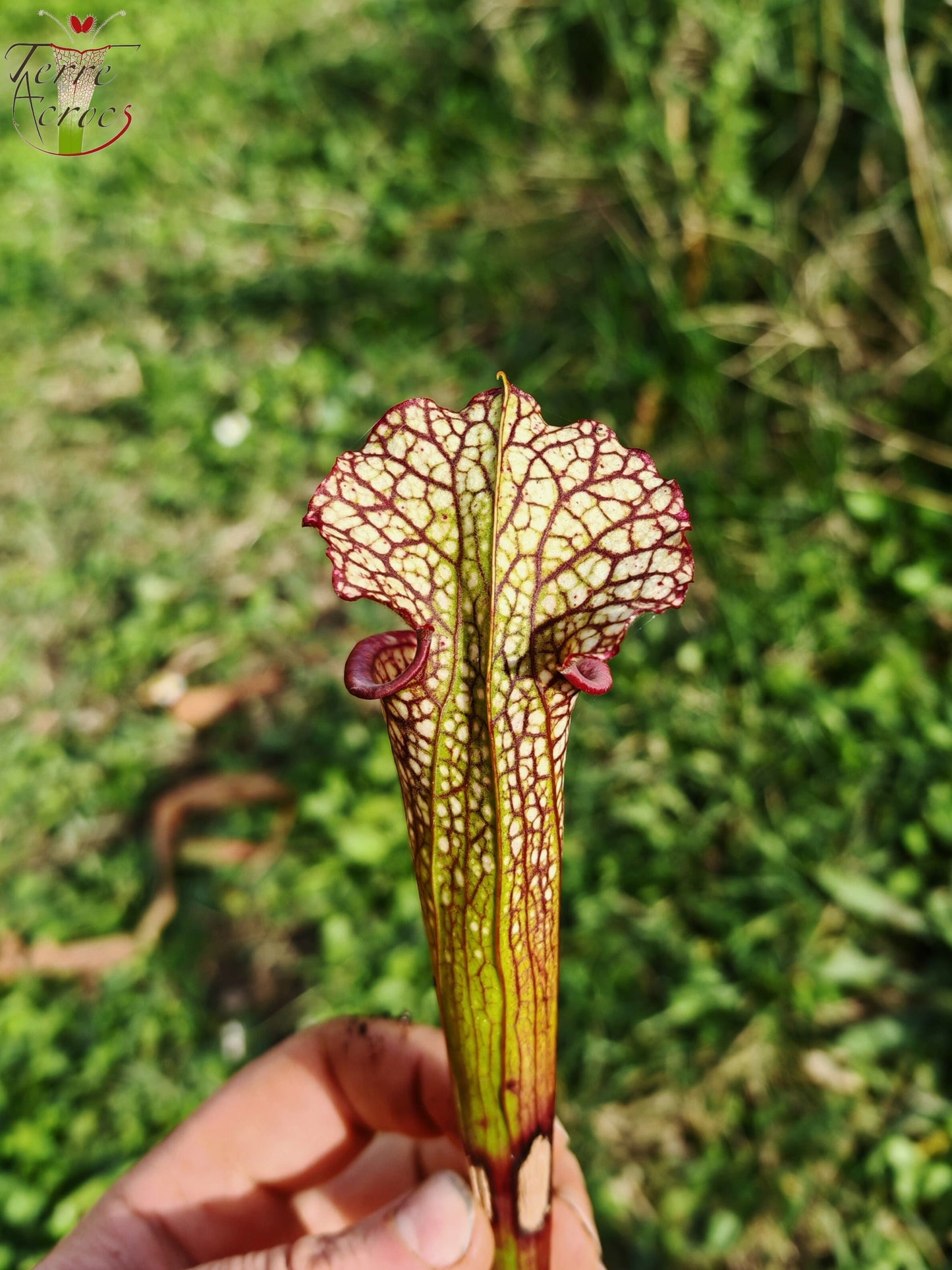 LBU05 Sarracenia hybride