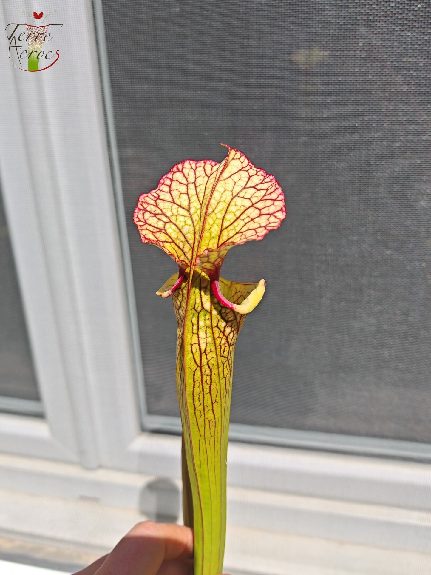 LBU05 Sarracenia hybride