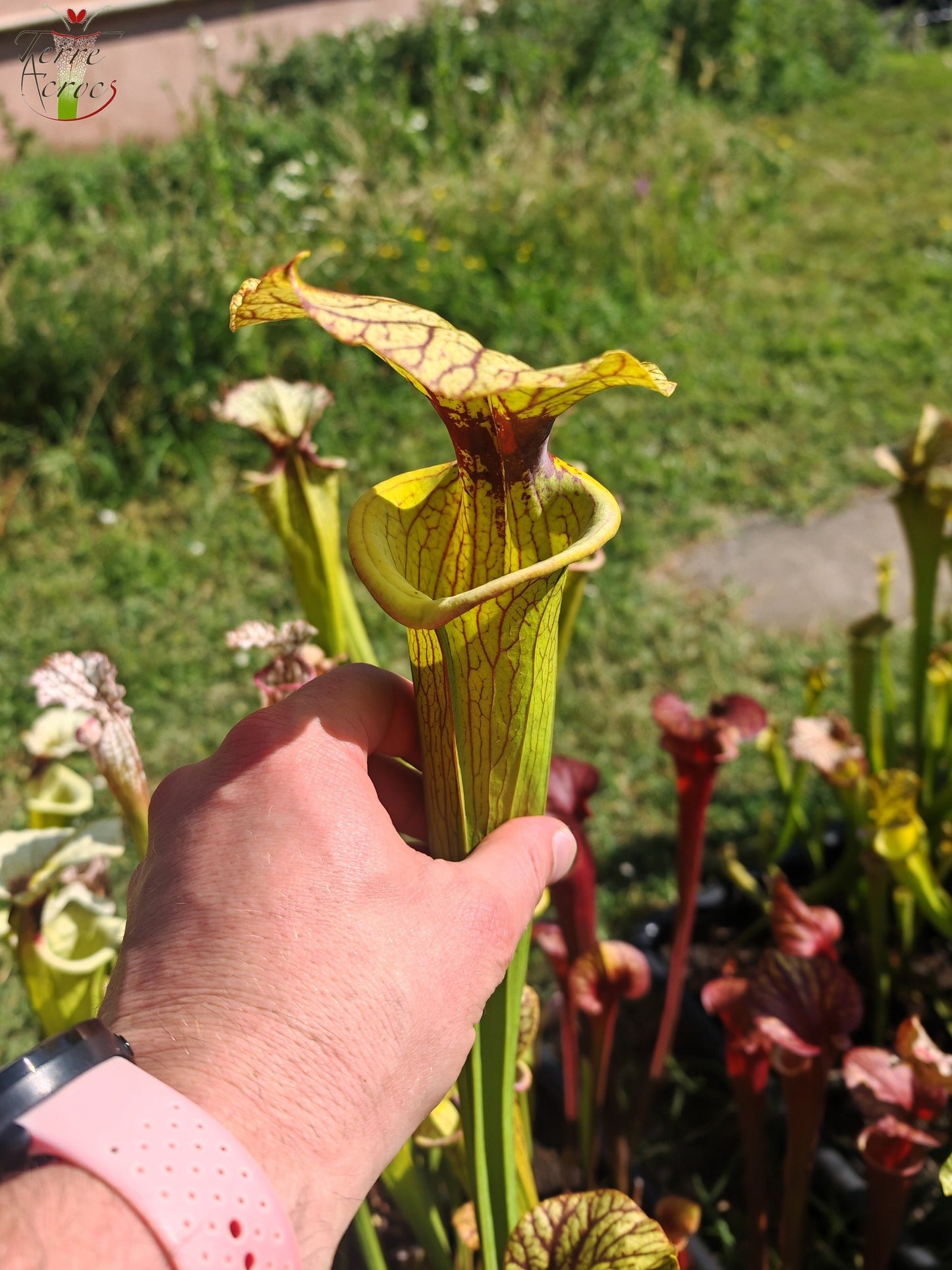 LBU06 Sarracenia hybride unique