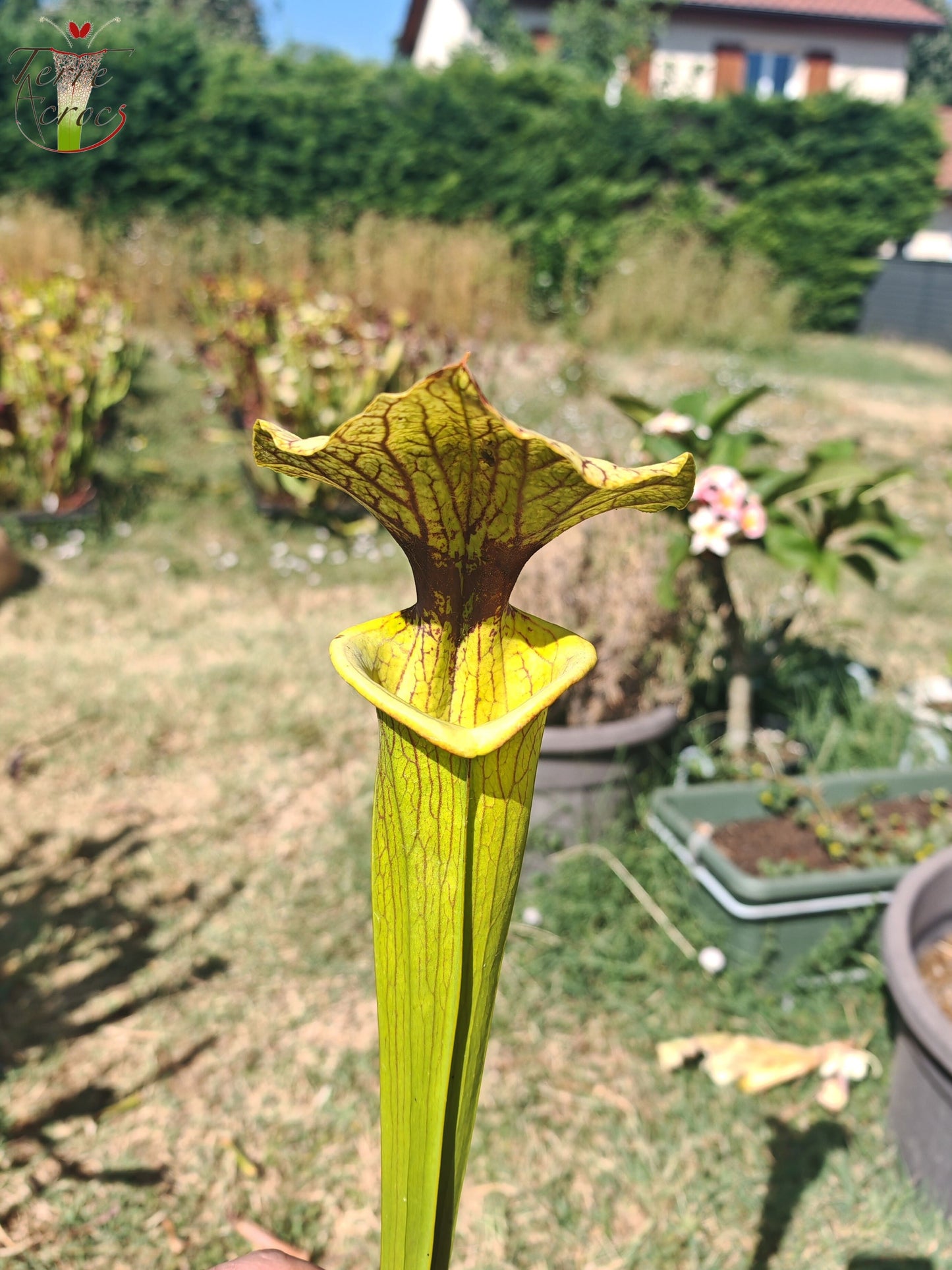 LBU06 Sarracenia hybride unique