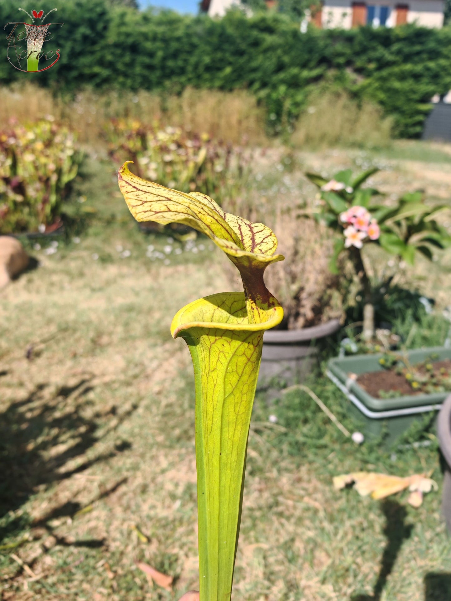 LBU06 Sarracenia hybride unique