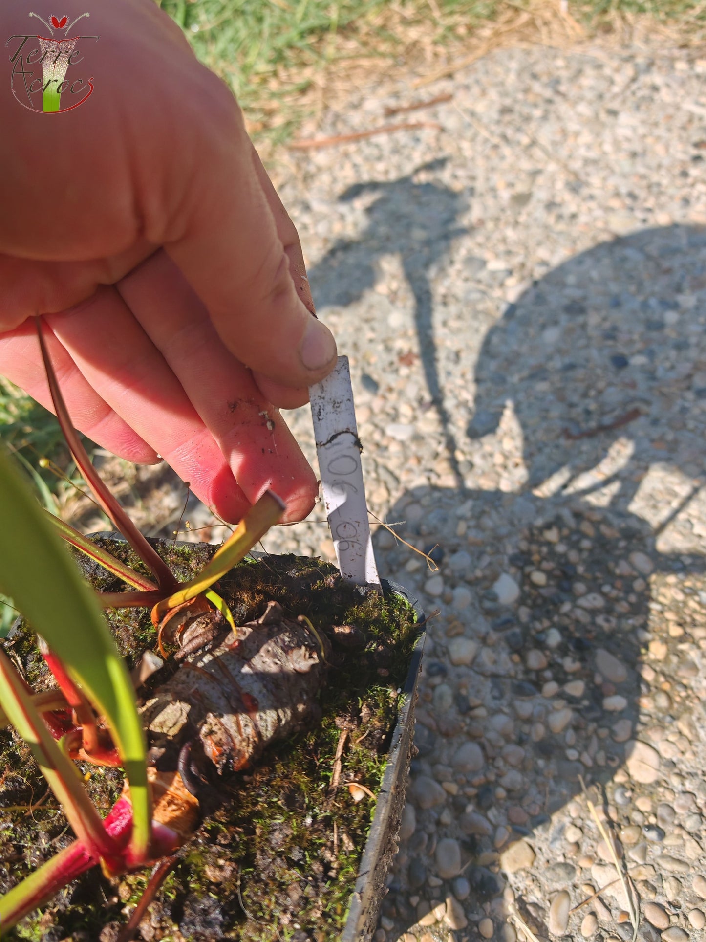 LBU06 Sarracenia hybride unique
