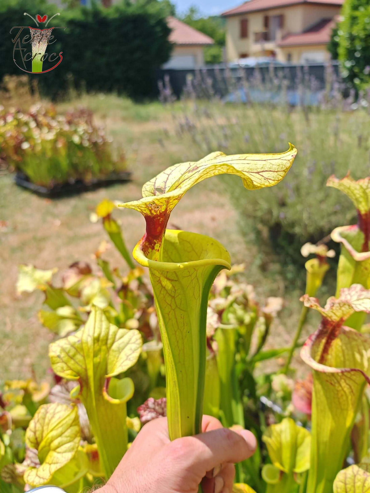 LBU06 Sarracenia híbrida única
