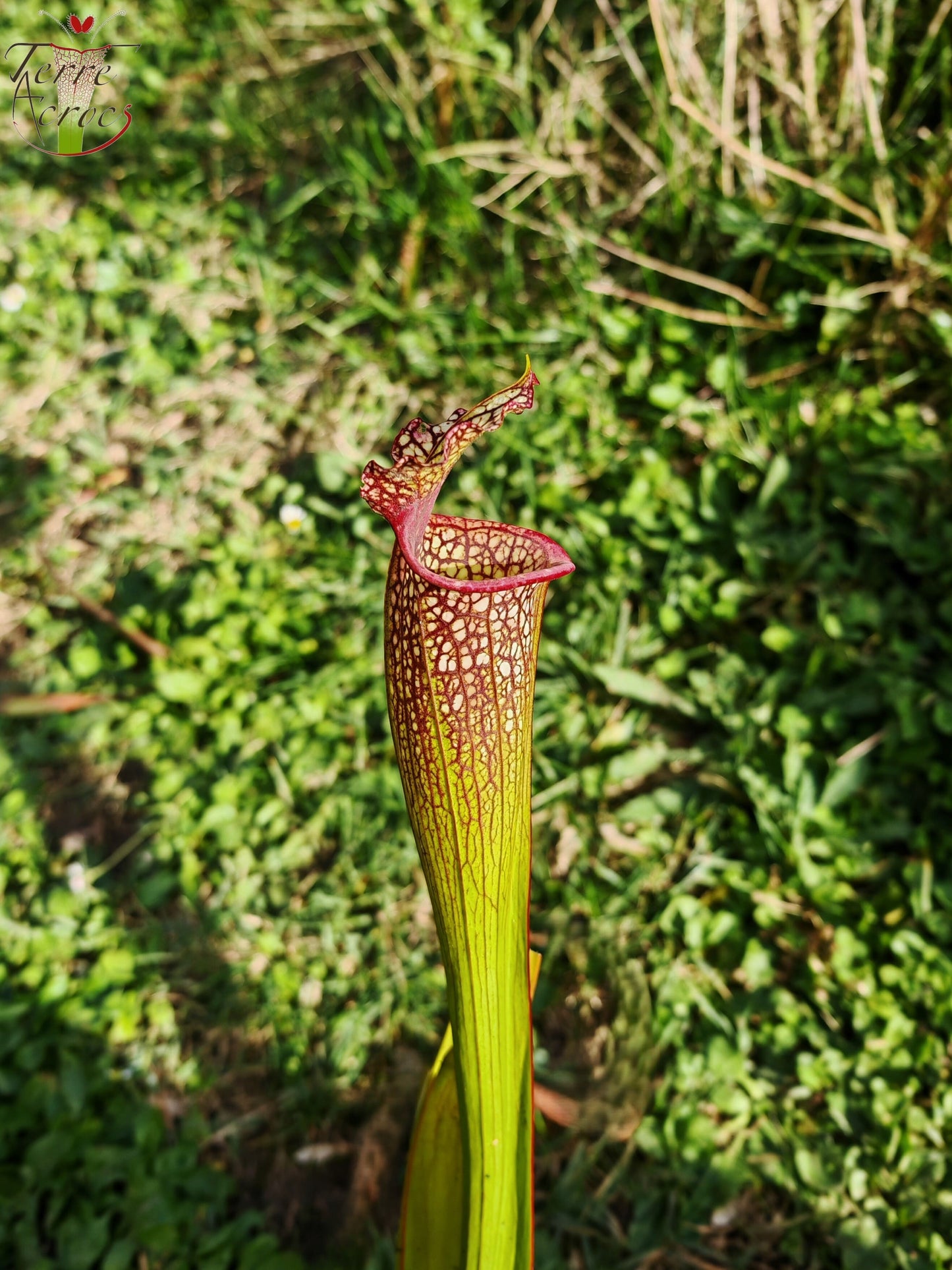 LBU07 Sarracenia hybride