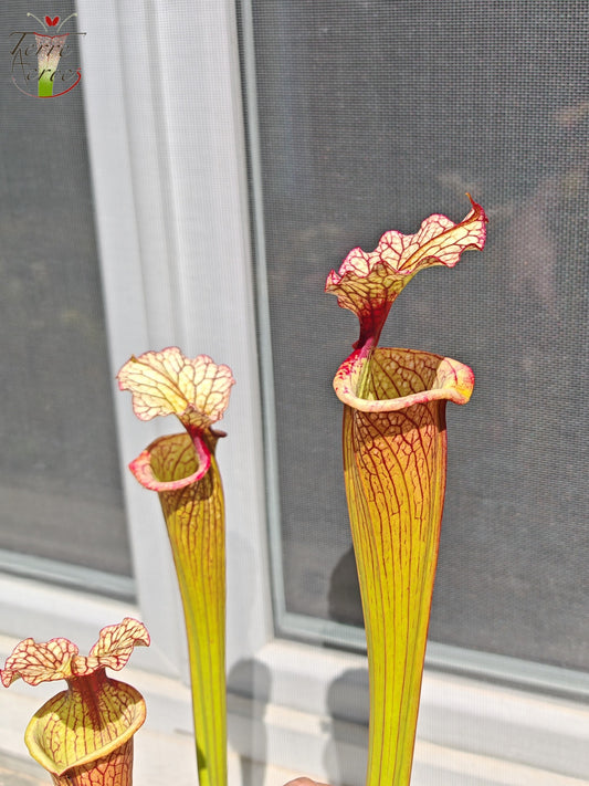 LBU07 Sarracenia hybride