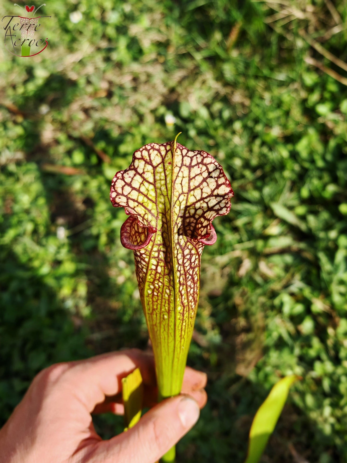 LBU07 Sarracenia hybride