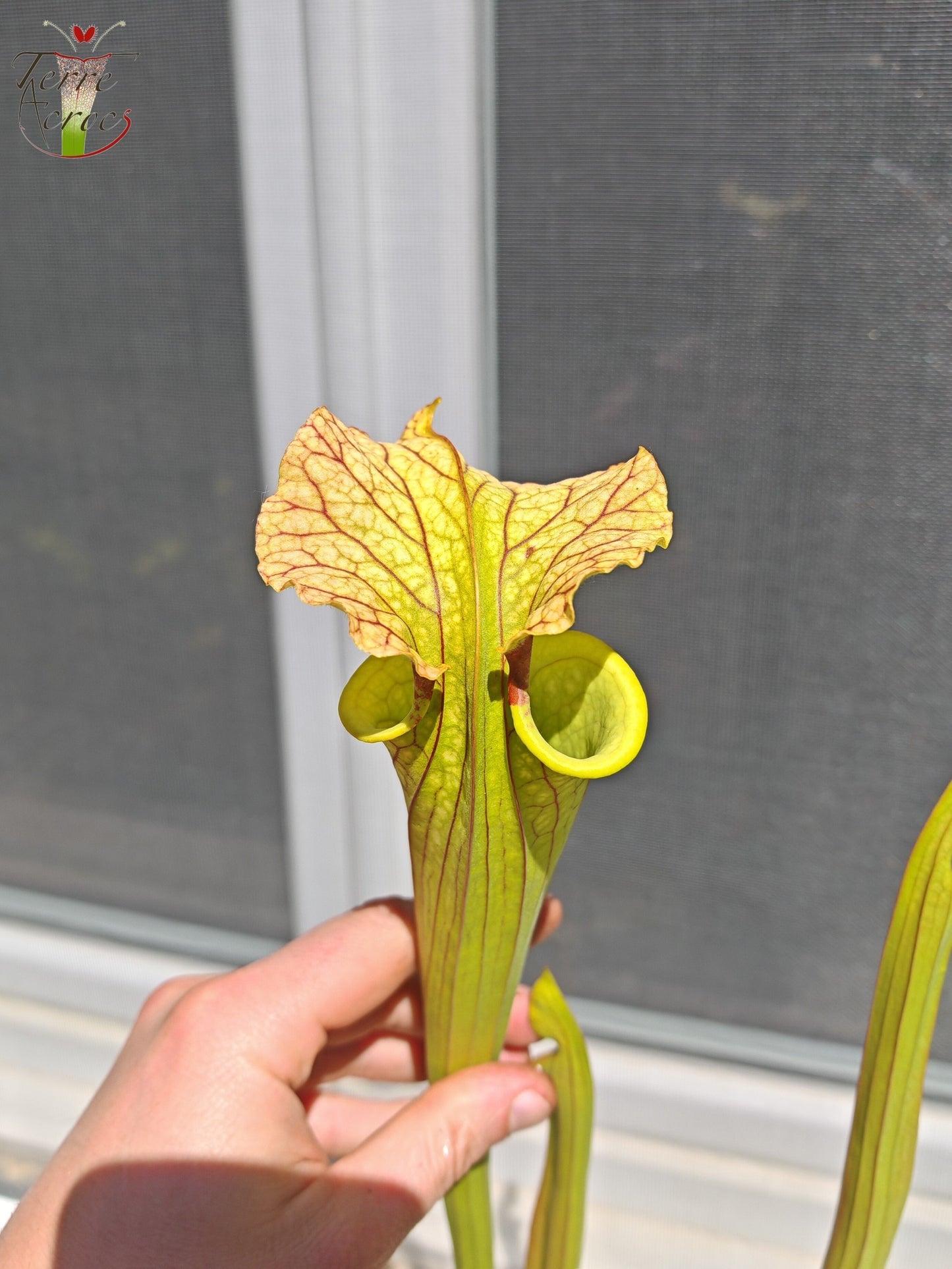 LBU09-04 Sarracenia hybride