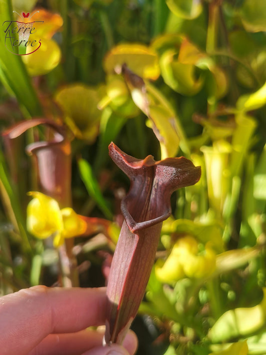 SAN01 Sarracenia alata var. nigropurpurea ((A28, MK) x (A27, MK))