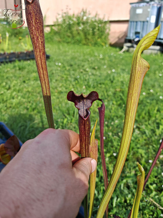SAN02 Sarracenia alata var. nigropurpurea – Black Tube, De Soto National Forest, MS, W (A27, MK)