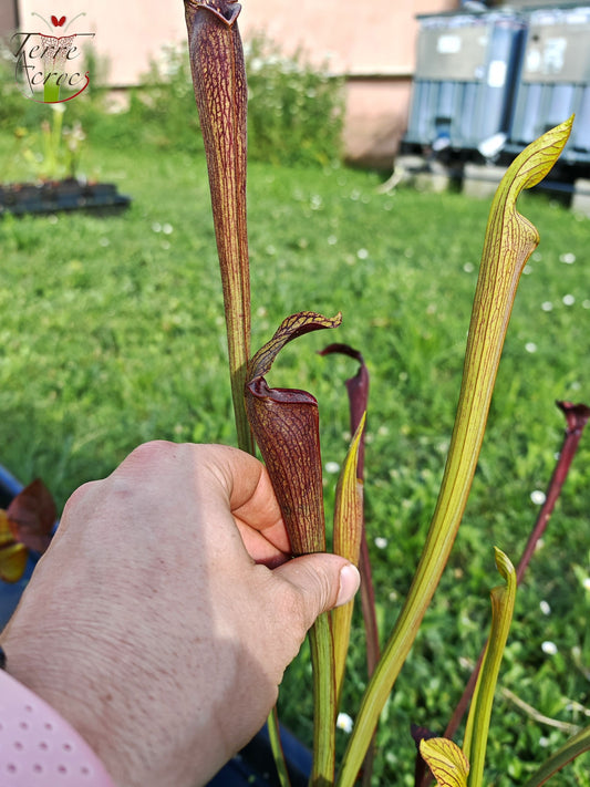 SAN02 Sarracenia alata var. nigropurpurea – Black Tube, De Soto National Forest, MS, W (A27, MK)