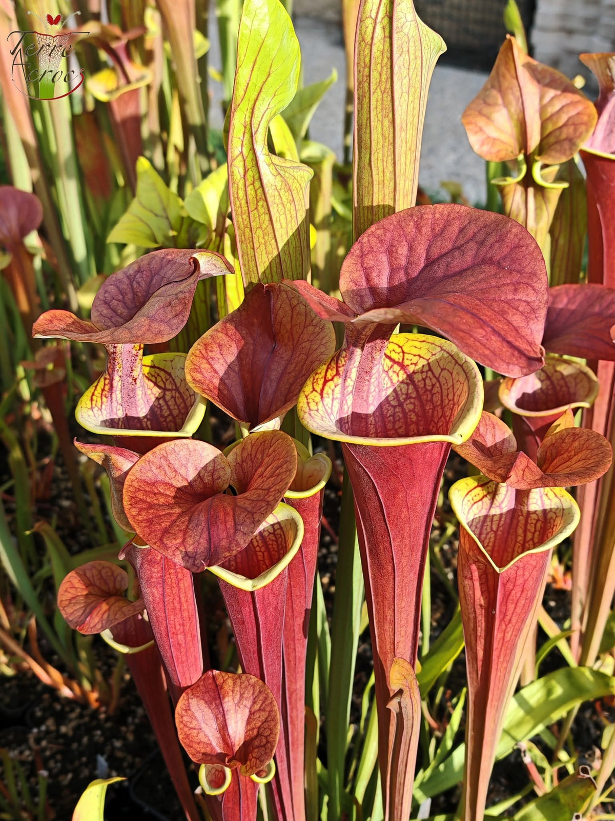 SFA05 Sarracenia flava var. atropurpurea -- (Forma totalmente roja, Bosque Estatal del Río Blackwater, FLW, (F27A, MK) x “Kimber Red Ruffles”(F195, MK))