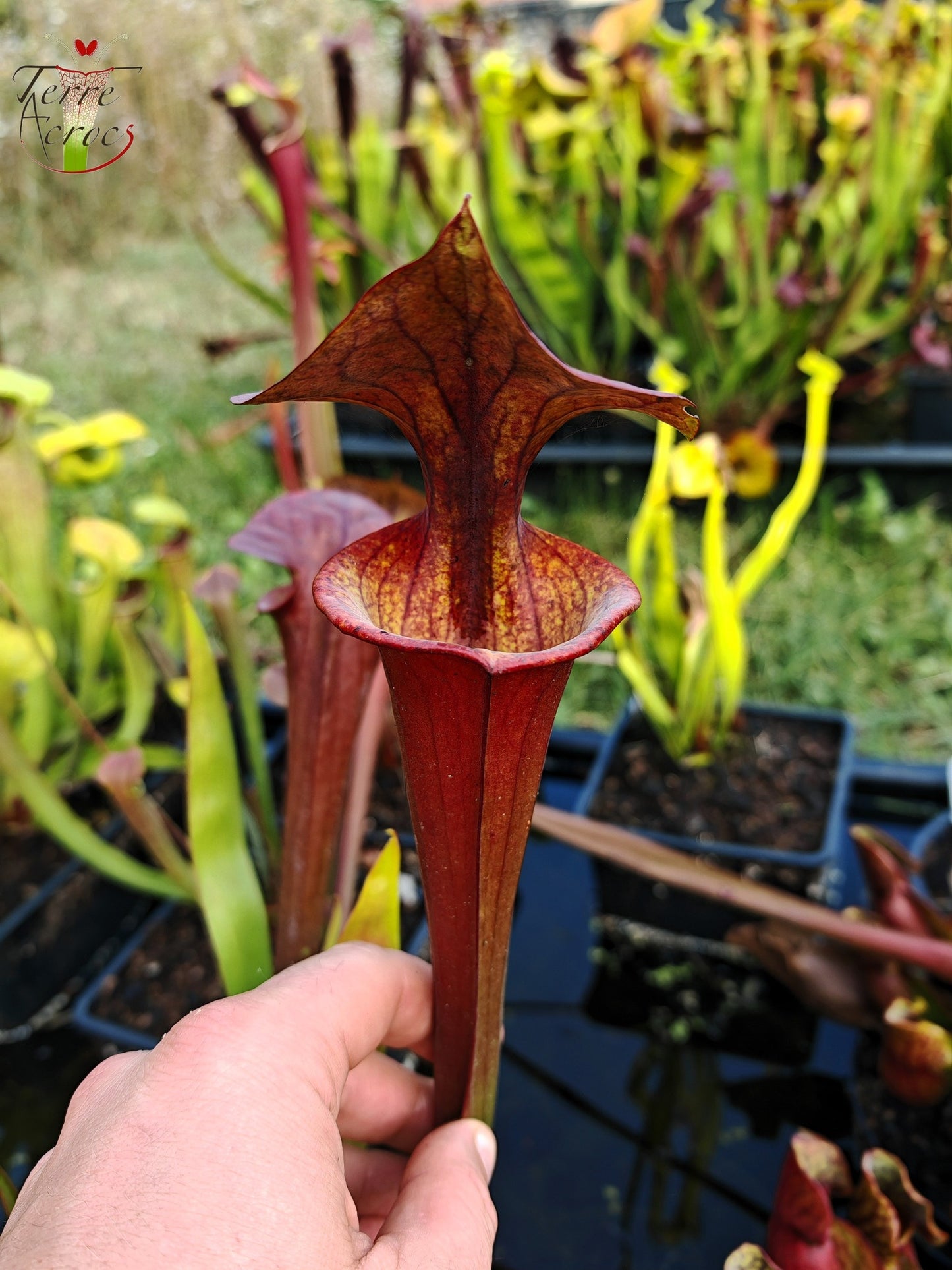 SFA06 Sarracenia flava var. atropurpurea -- ‘Waccamaw’ (F304, MK)