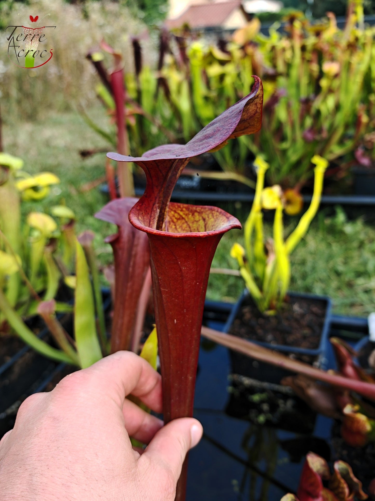 SFA06 Sarracenia flava var. atropurpurea -- ‘Waccamaw’ (F304, MK)