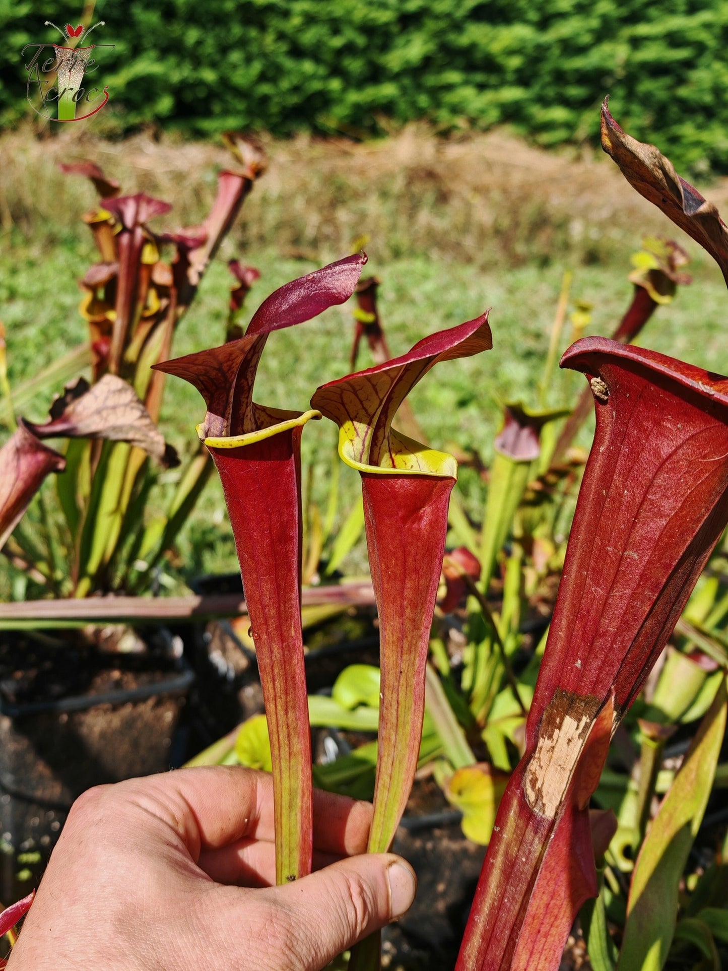 SFA06 Sarracenia flava var. atropurpurea -- ‘Waccamaw’ (F304, MK)