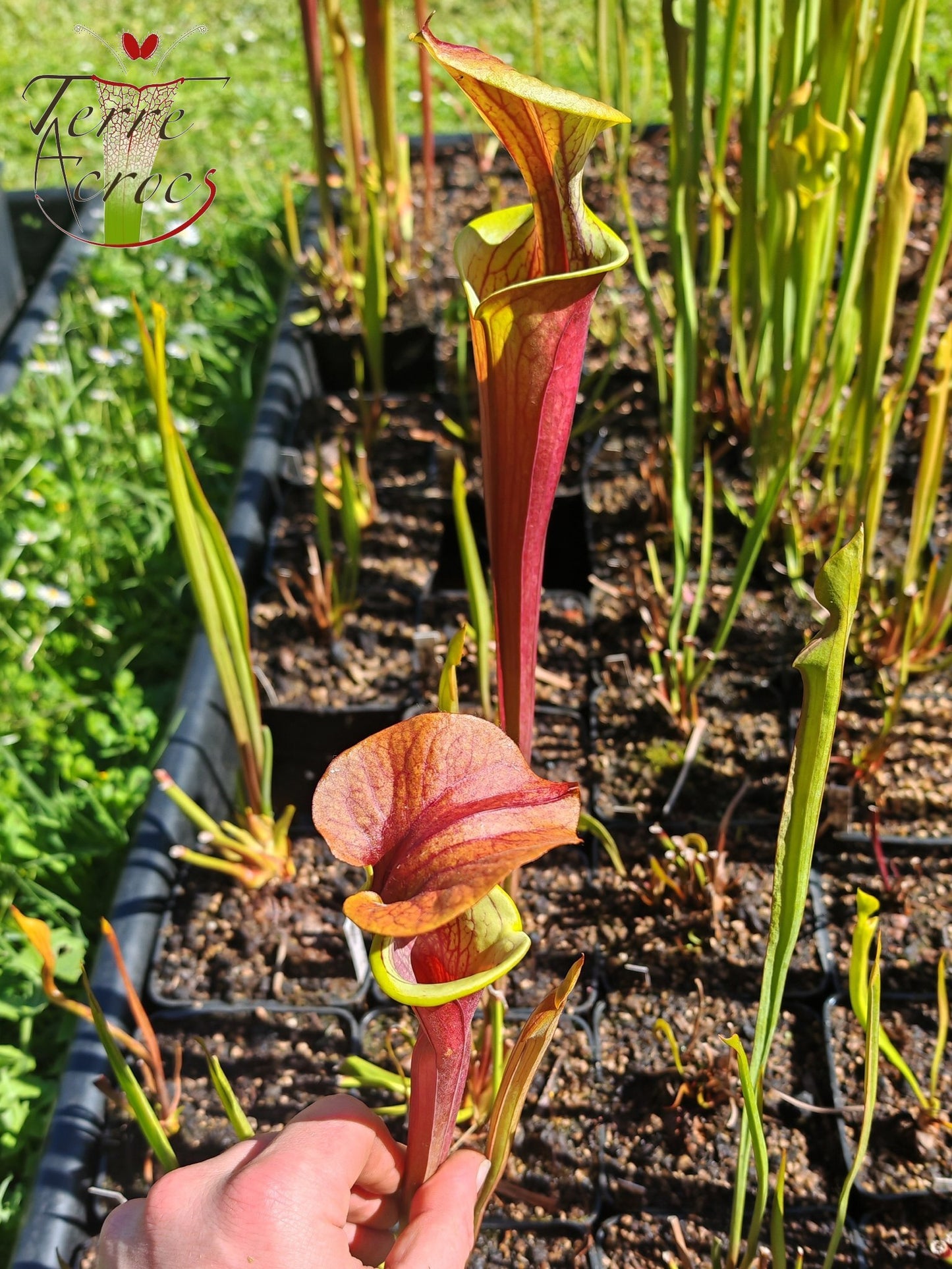 SFA08 Sarracenia flava var. atropurpurea -- (F196c, Msrba)