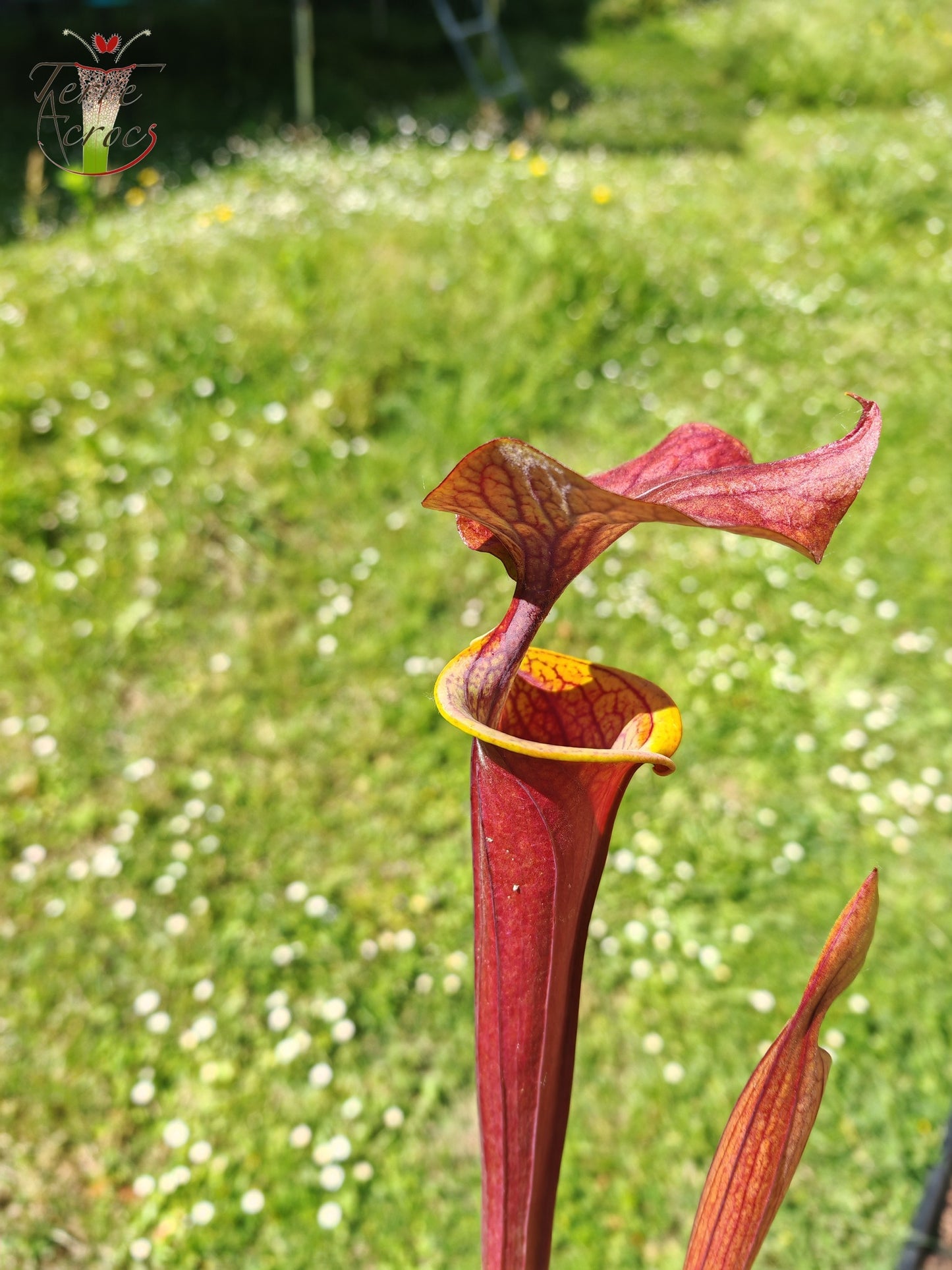 SFA08 Sarracenia flava var. atropurpurea -- (F196c, Msrba)