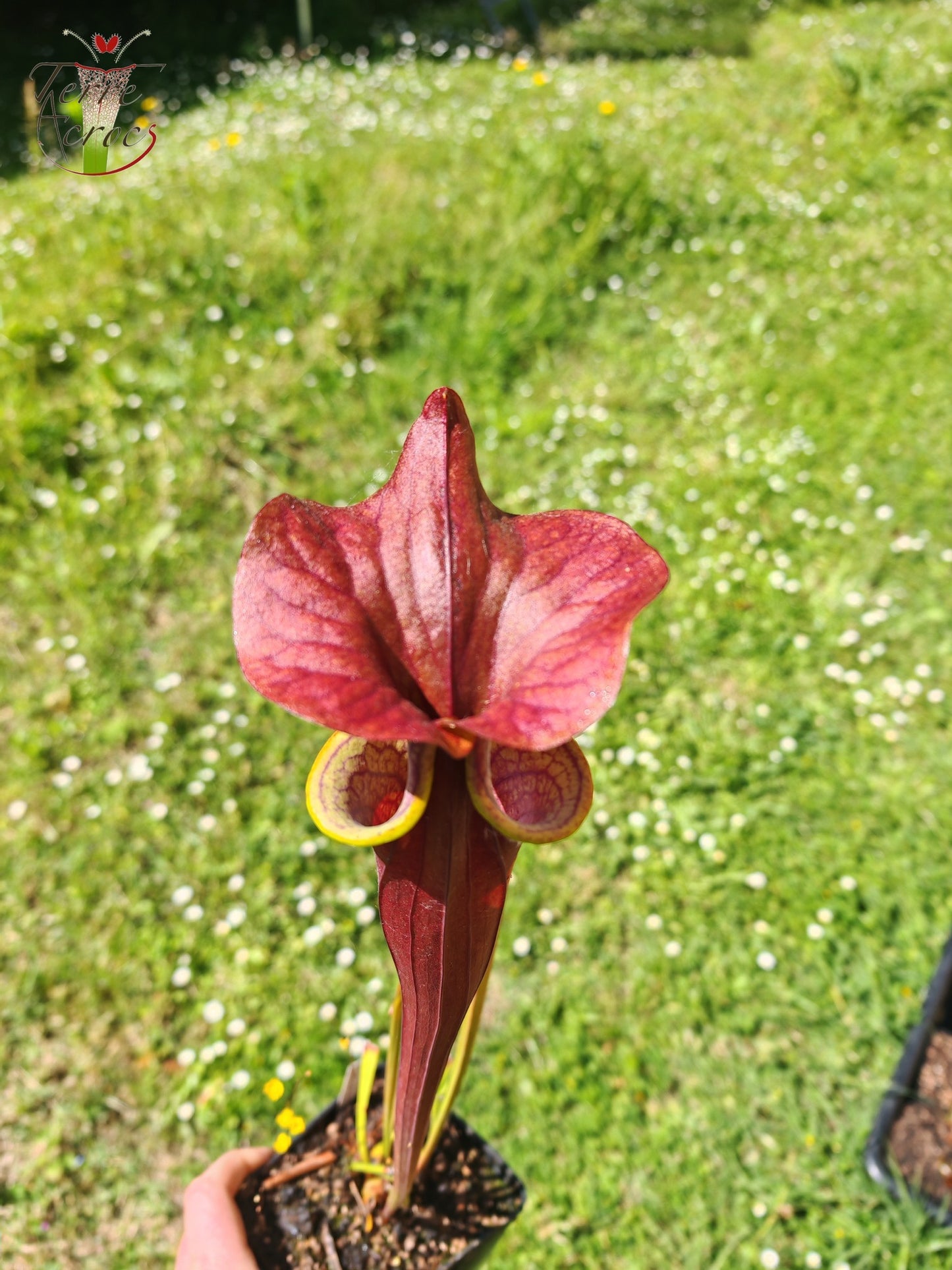 SFA08 Sarracenia flava var. atropurpurea -- (F196c, Msrba)