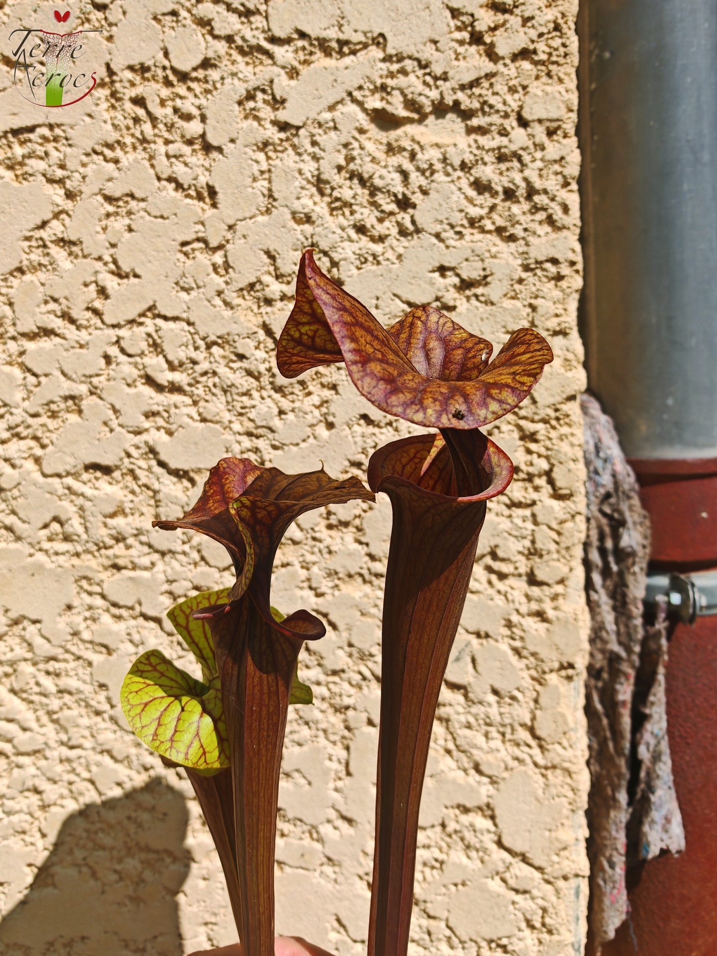 SFA10 : Sarracenia flava var. atropurpurea – Heavily Veined inner lid and deep coloured throat markings, turning all read (F198, MK)