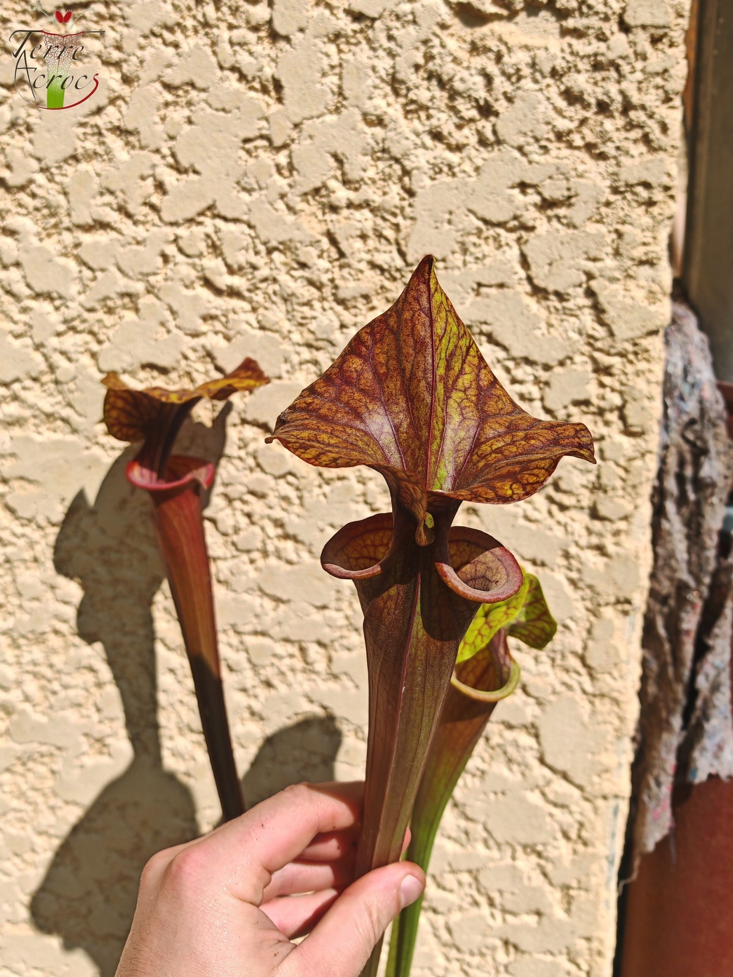 SFA10 : Sarracenia flava var. atropurpurea – Heavily Veined inner lid and deep coloured throat markings, turning all read (F198, MK)