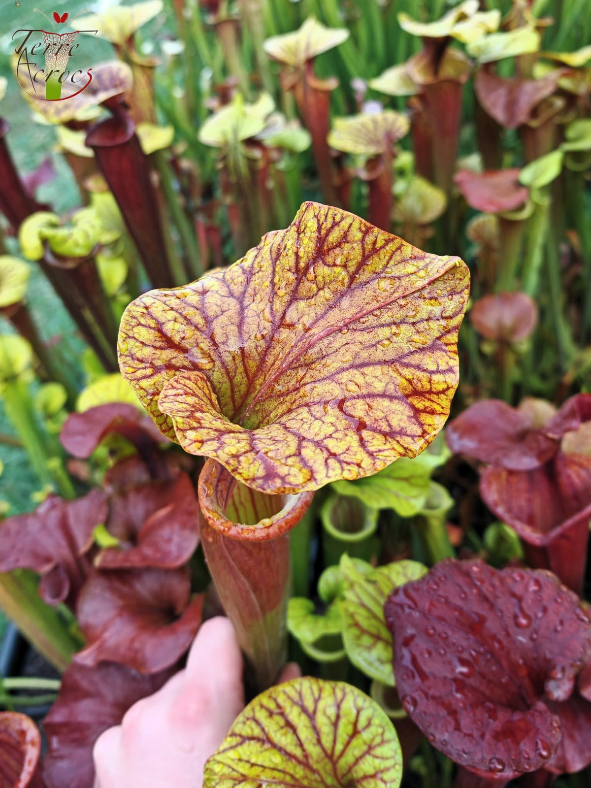 SFA10: Sarracenia flava var. atropurpurea – Interior del opérculo intensamente veteado y marcas de color intenso en la garganta, tornándose completamente roja (F198, MK)