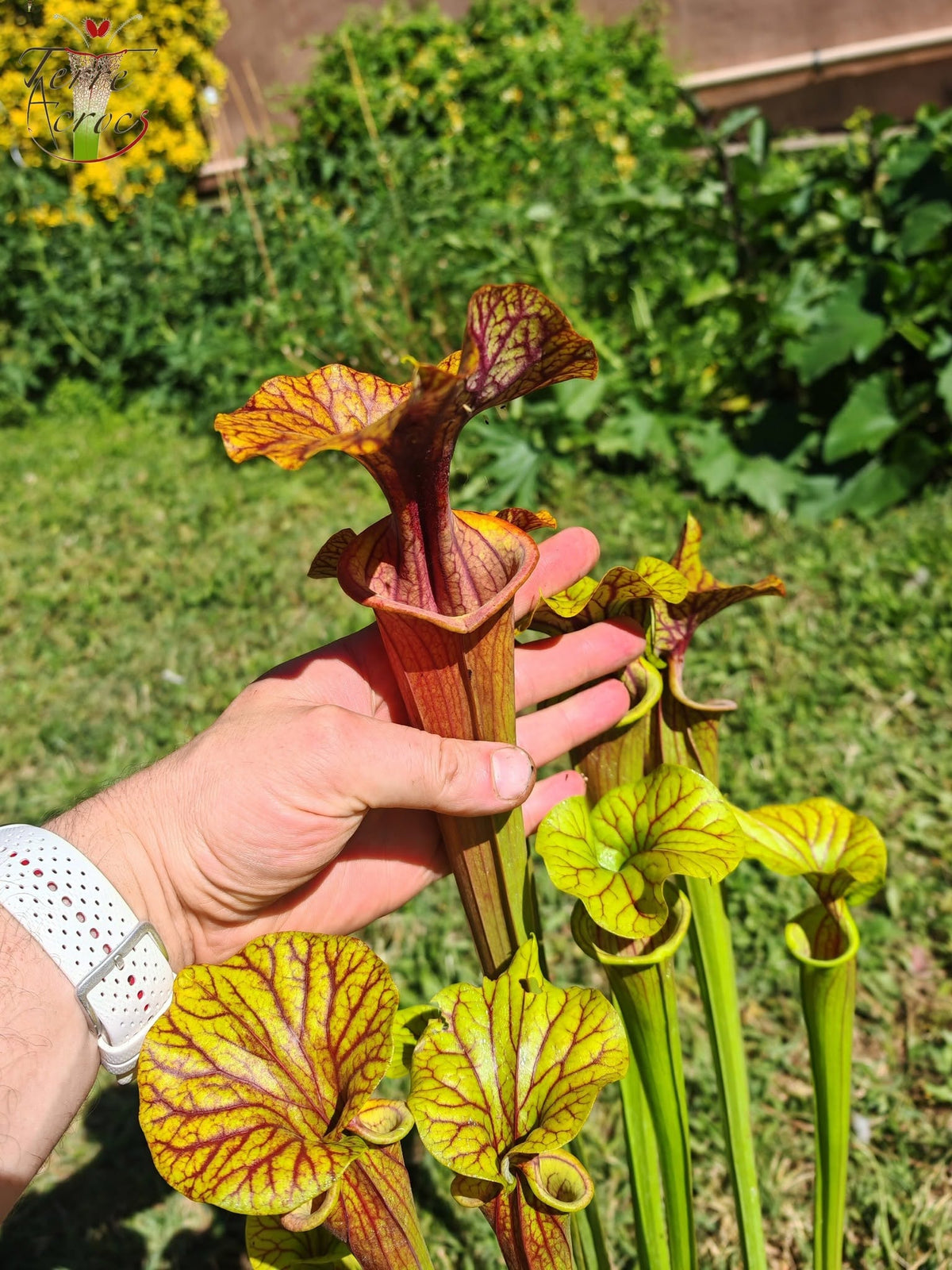 SFA10: Sarracenia flava var. atropurpurea – Interior del opérculo intensamente veteado y marcas de color intenso en la garganta, tornándose completamente roja (F198, MK)