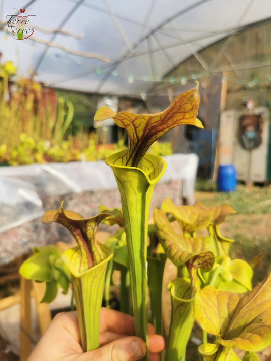 SFC01 Sarracenia flava var. cuprea -- Copper top, NC, Dave Richardson (F10,MK)