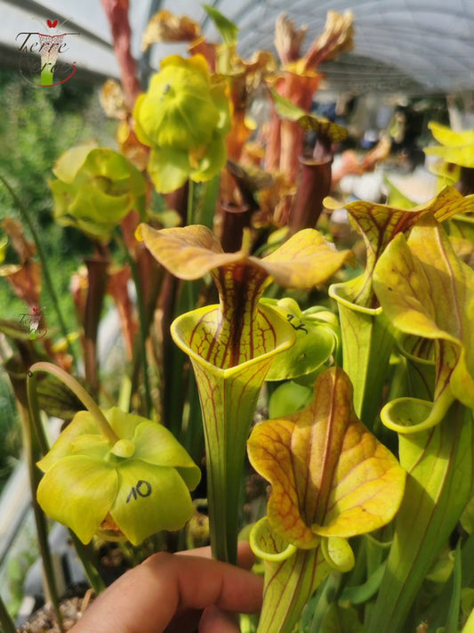 SFC01 Sarracenia flava var. cuprea -- Copper top, NC, Dave Richardson (F10,MK)