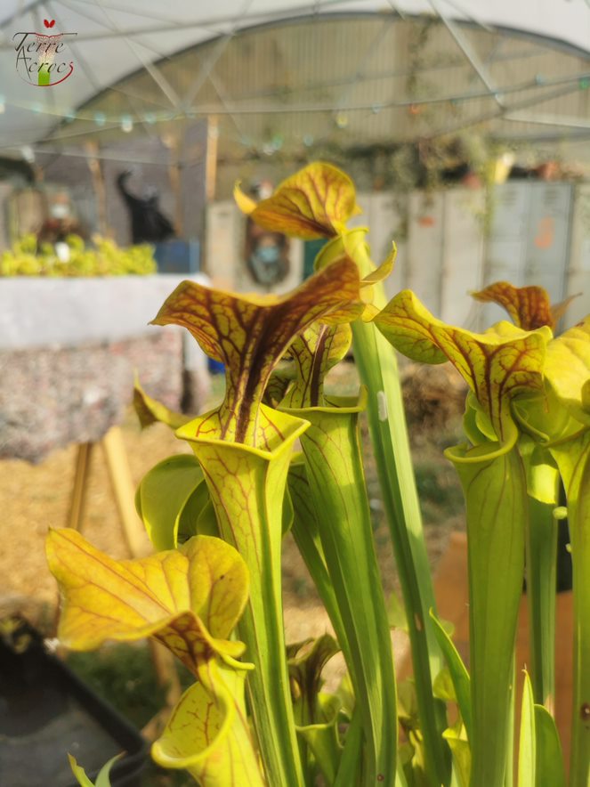 SFC01 Sarracenia flava var. cuprea -- Copper top, NC, Dave Richardson (F10,MK)
