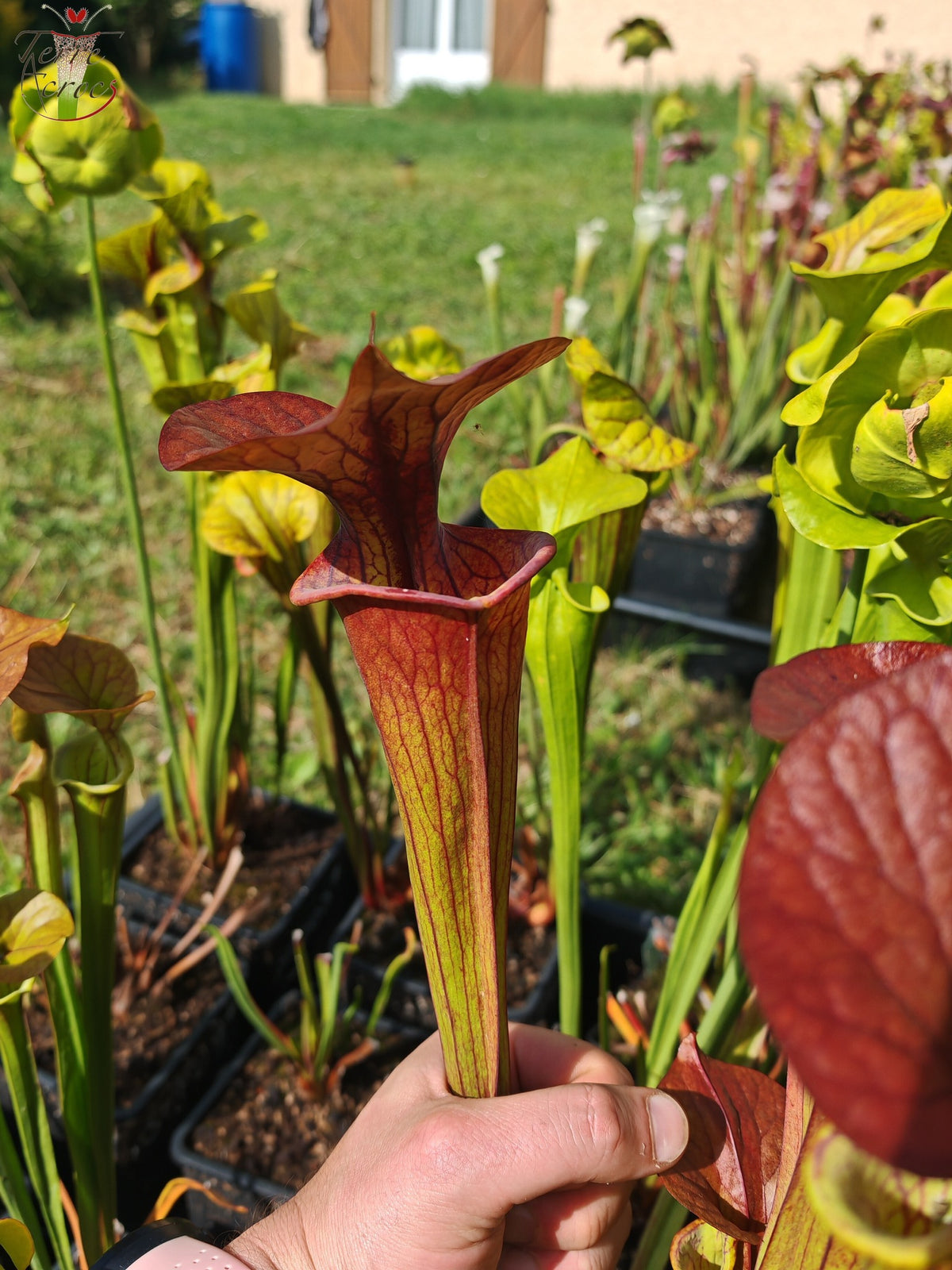 SFC02 Sarracenia flava var. cuprea -- (Jardín botánico de Lyon)