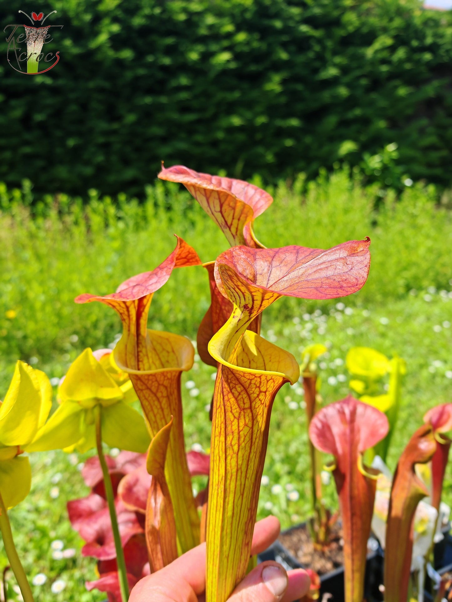 SFC03 Sarracenia flava var. cuprea -- Very Large form, Phil Sheridan (F153, MK)