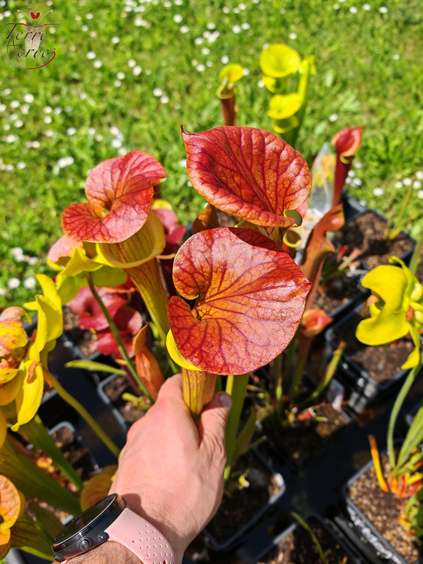 SFC03 Sarracenia flava var. cuprea -- Very Large form, Phil Sheridan (F153, MK)