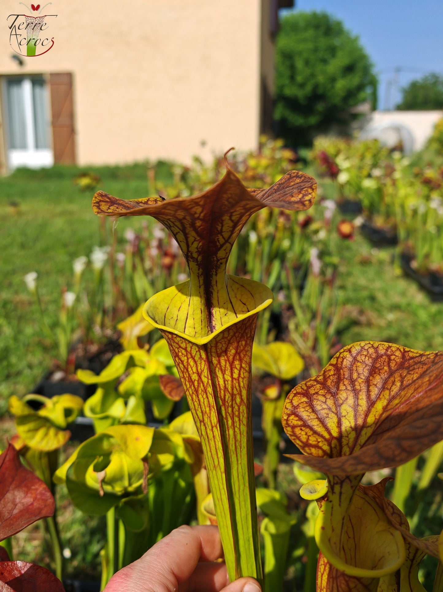 SFC03 Sarracenia flava var. cuprea -- Very Large form, Phil Sheridan (F153, MK)