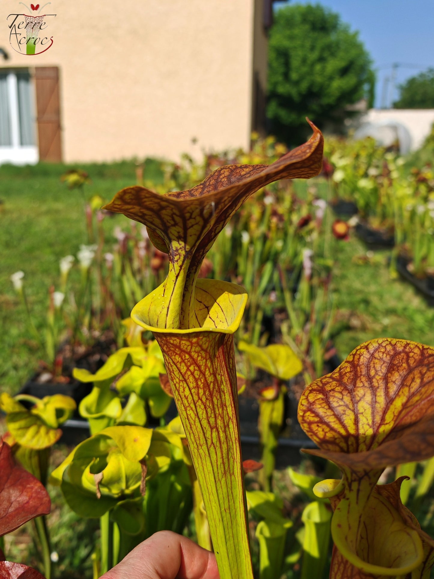 SFC03 Sarracenia flava var. cuprea -- Very Large form, Phil Sheridan (F153, MK)