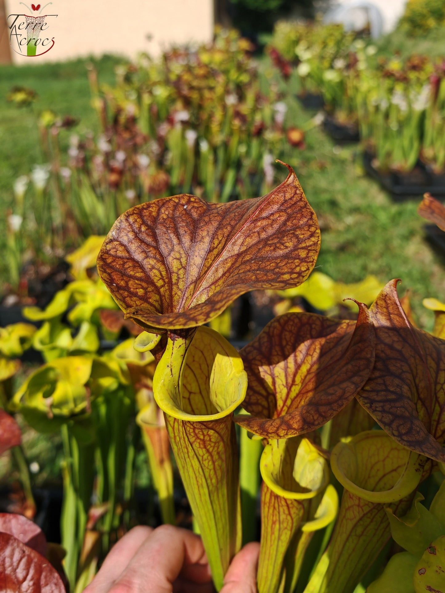 SFC03 Sarracenia flava var. cuprea -- Very Large form, Phil Sheridan (F153, MK)