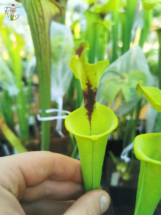 SFF01 Sarracenia flava -- petite forme, tâche noire