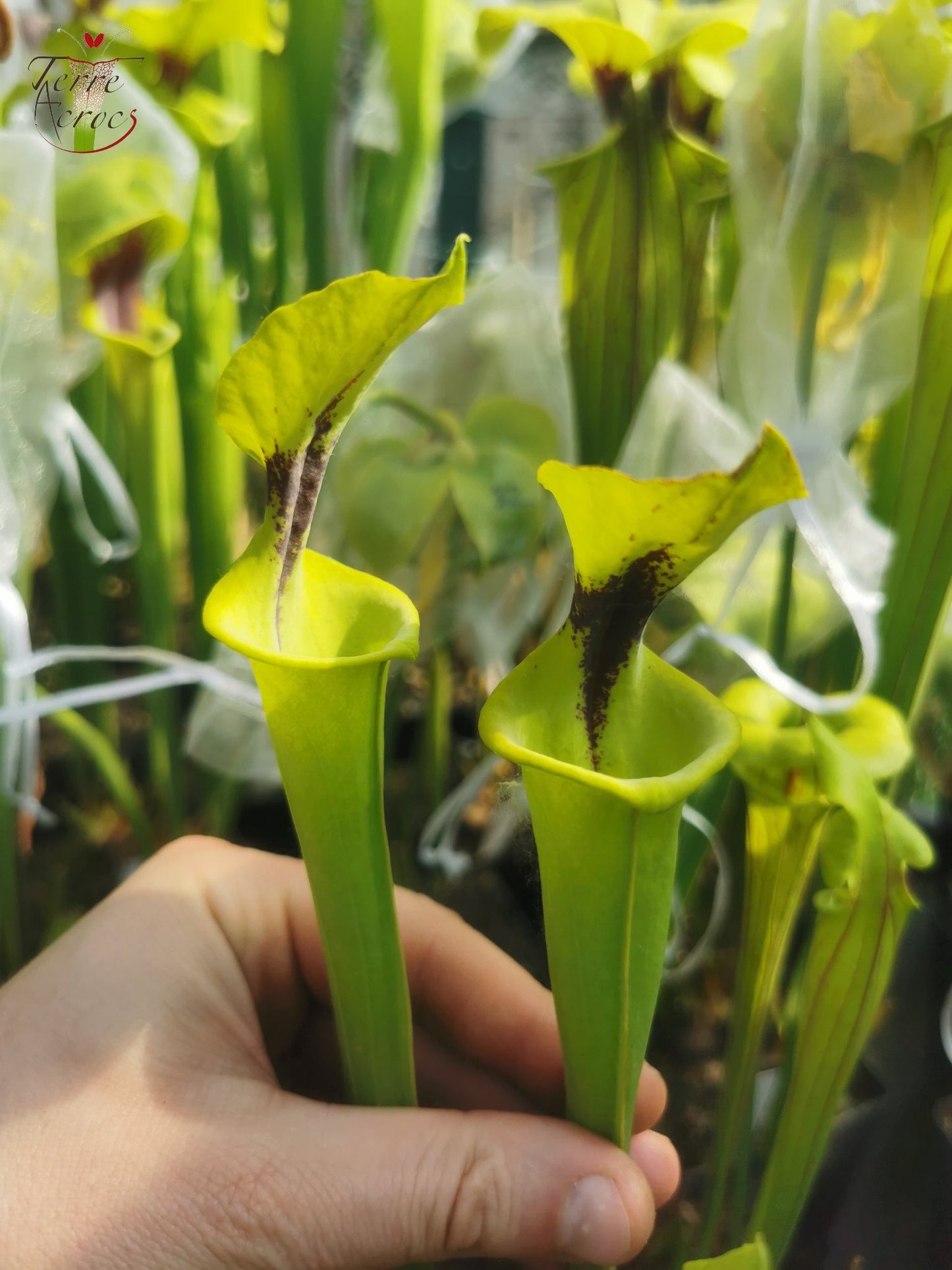 SFF01 Sarracenia flava -- petite forme, tâche noire