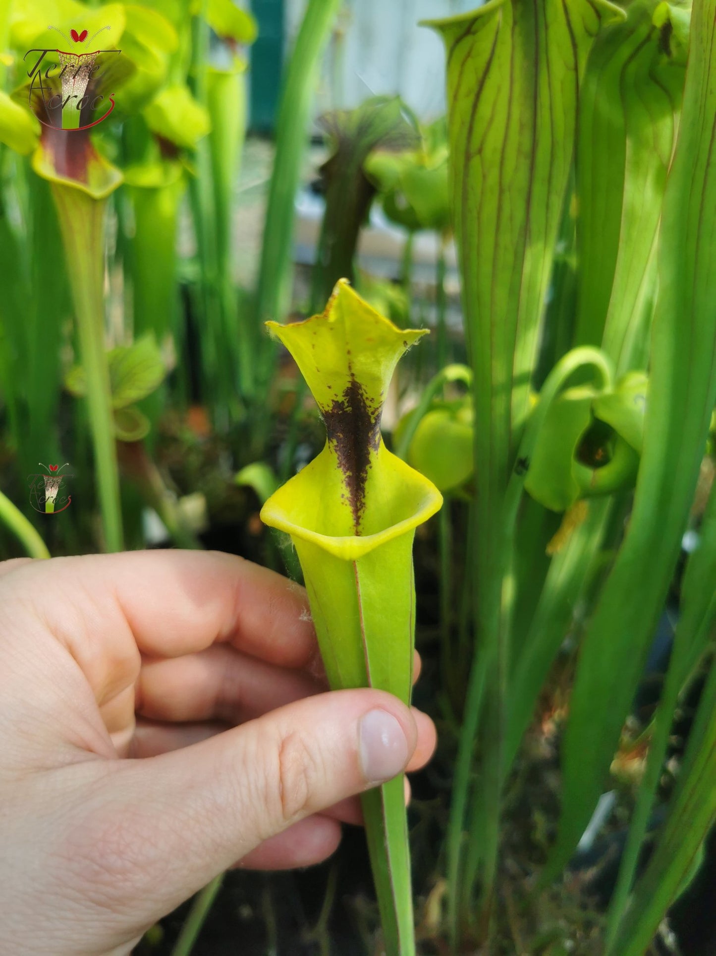 SFF01 Sarracenia flava -- petite forme, tâche noire