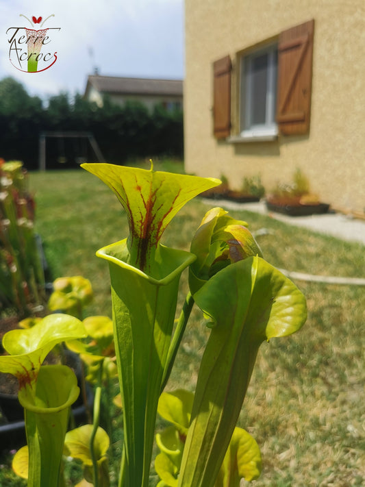 SFF02 Sarracenia flava var. flava -- “Maxima” (Adrian Slack clone) (F11, MK)