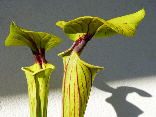 SFO01 Sarracenia flava var. ornata -- Gulf Coast. Heavy veins, Apalachicola,W, (AH) (F36, MK)
