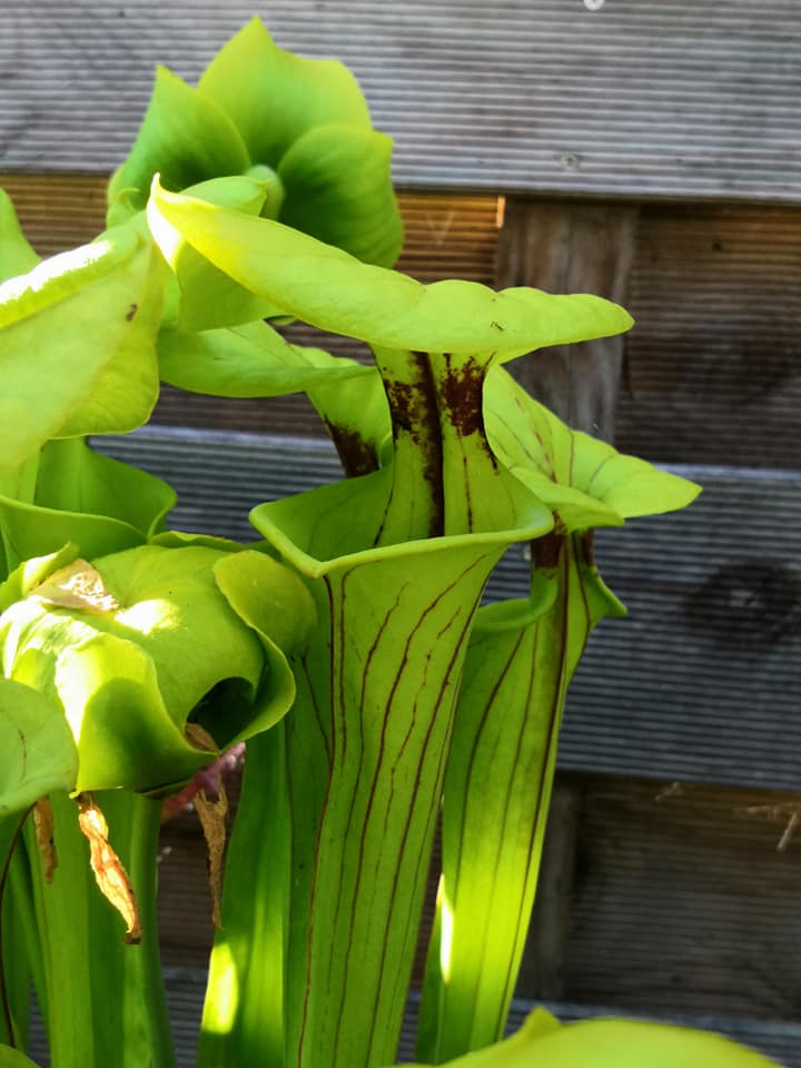SFO01 Sarracenia flava var. ornata -- Gulf Coast. Heavy veins, Apalachicola,W, (AH) (F36, MK)