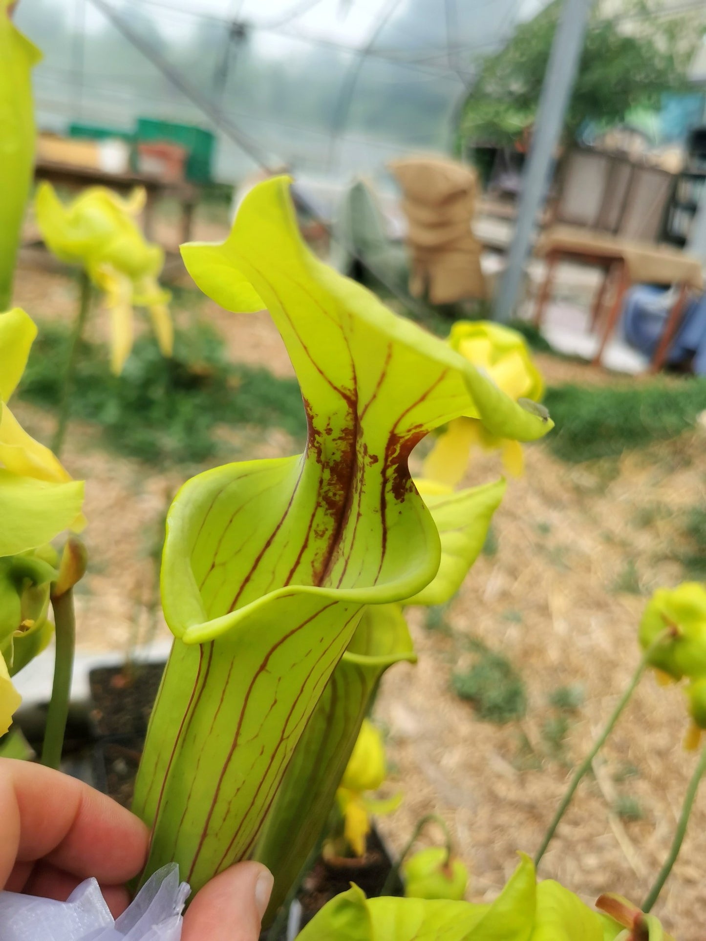 SFO01 Sarracenia flava var. ornata -- Gulf Coast. Heavy veins, Apalachicola,W, (AH) (F36, MK)