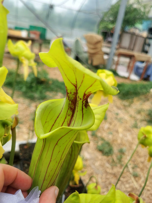 SFO01 Sarracenia flava var. ornata -- Gulf Coast. Heavy veins, Apalachicola,W, (AH) (F36, MK)