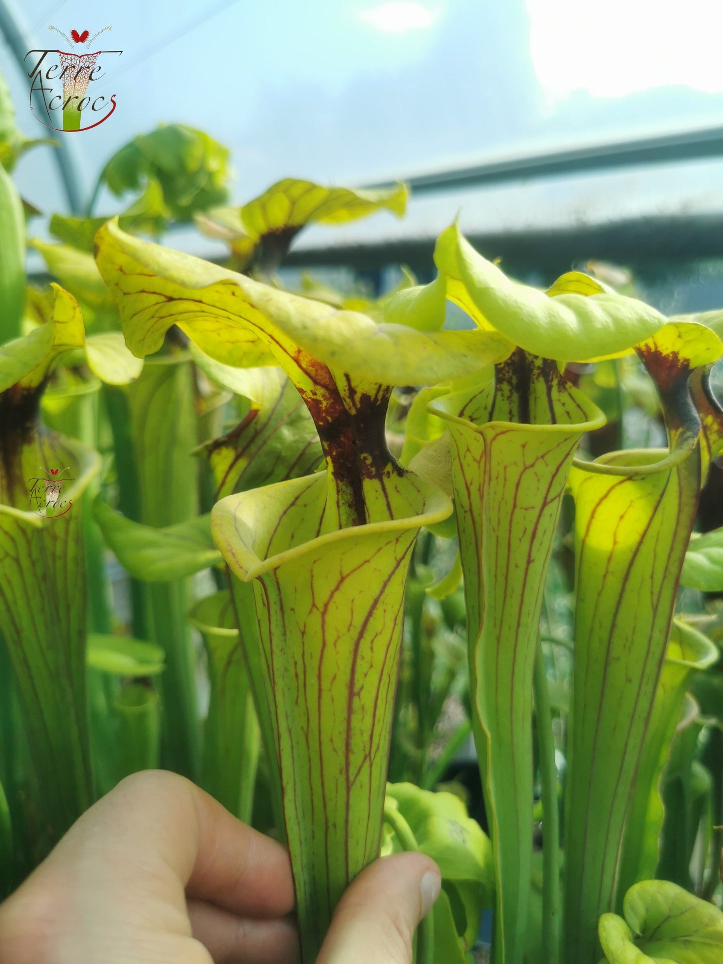 SFO01 Sarracenia flava var. ornata -- Gulf Coast. Heavy veins, Apalachicola,W, (AH) (F36, MK)