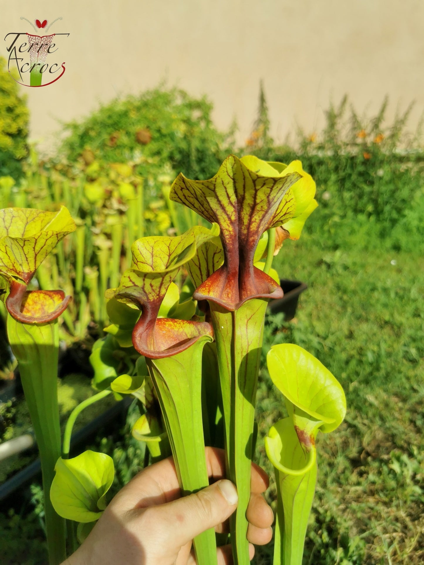 SFO02 Sarracenia flava var. ornata -- "Solid Red Throat" (F88, MK)