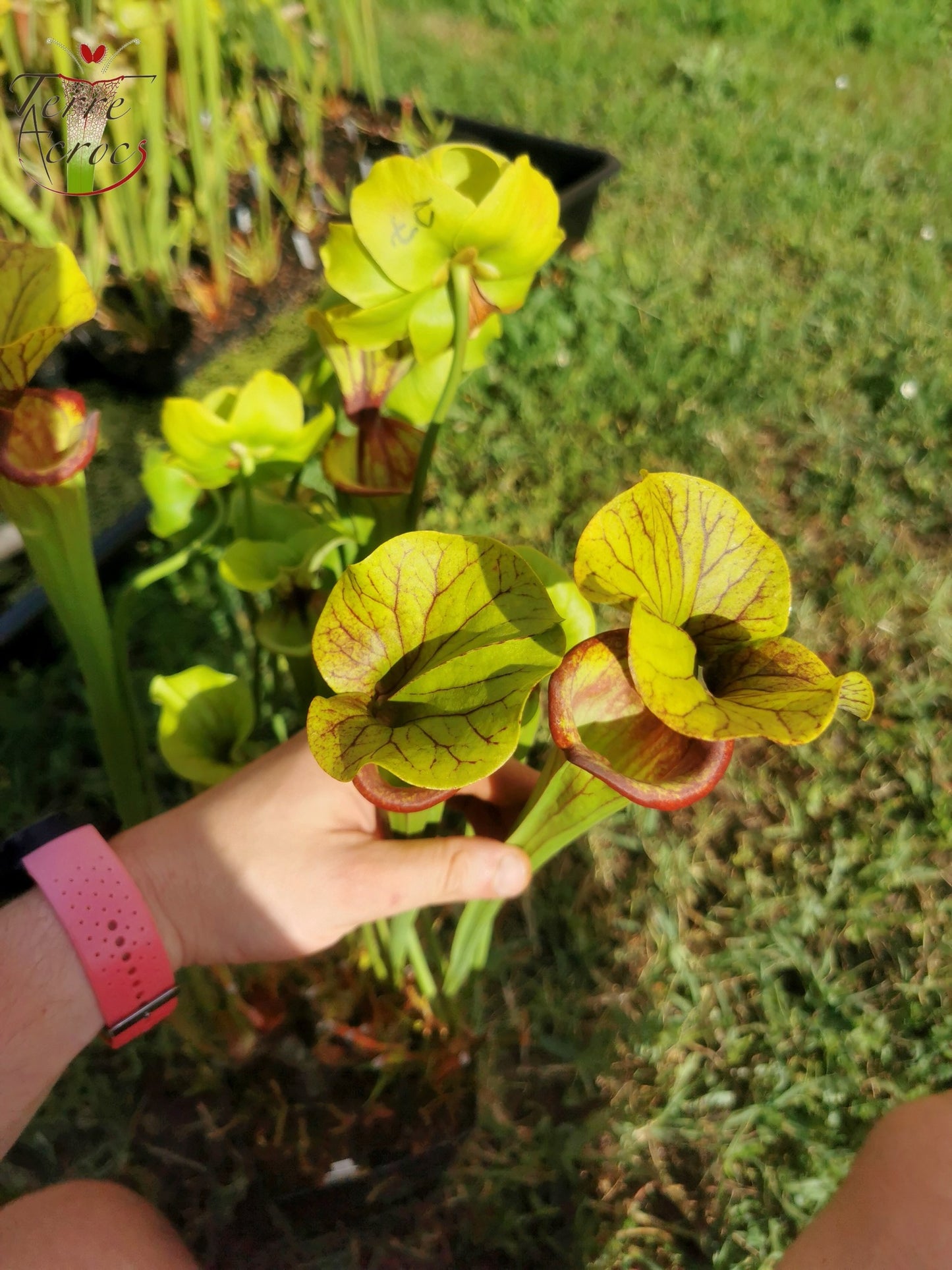 SFO02 Sarracenia flava var. ornata -- "Solid Red Throat" (F88, MK)