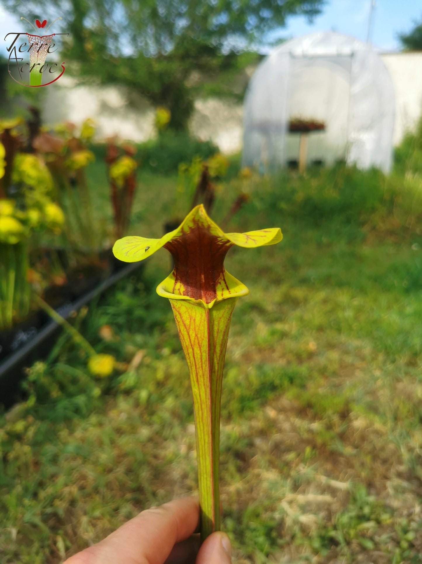 SFO05 Sarracenia flava var. ornata -- wewahitchka