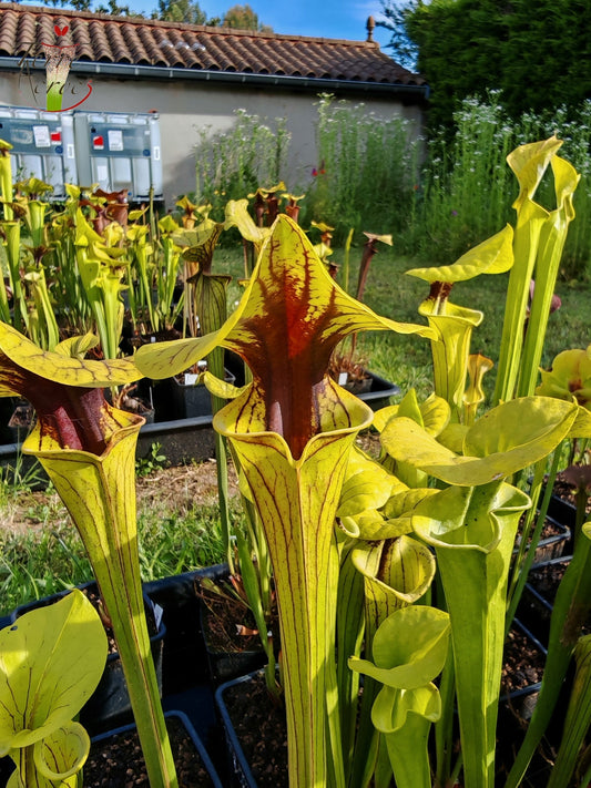 SFO05 Sarracenia flava var. ornata -- wewahitchka