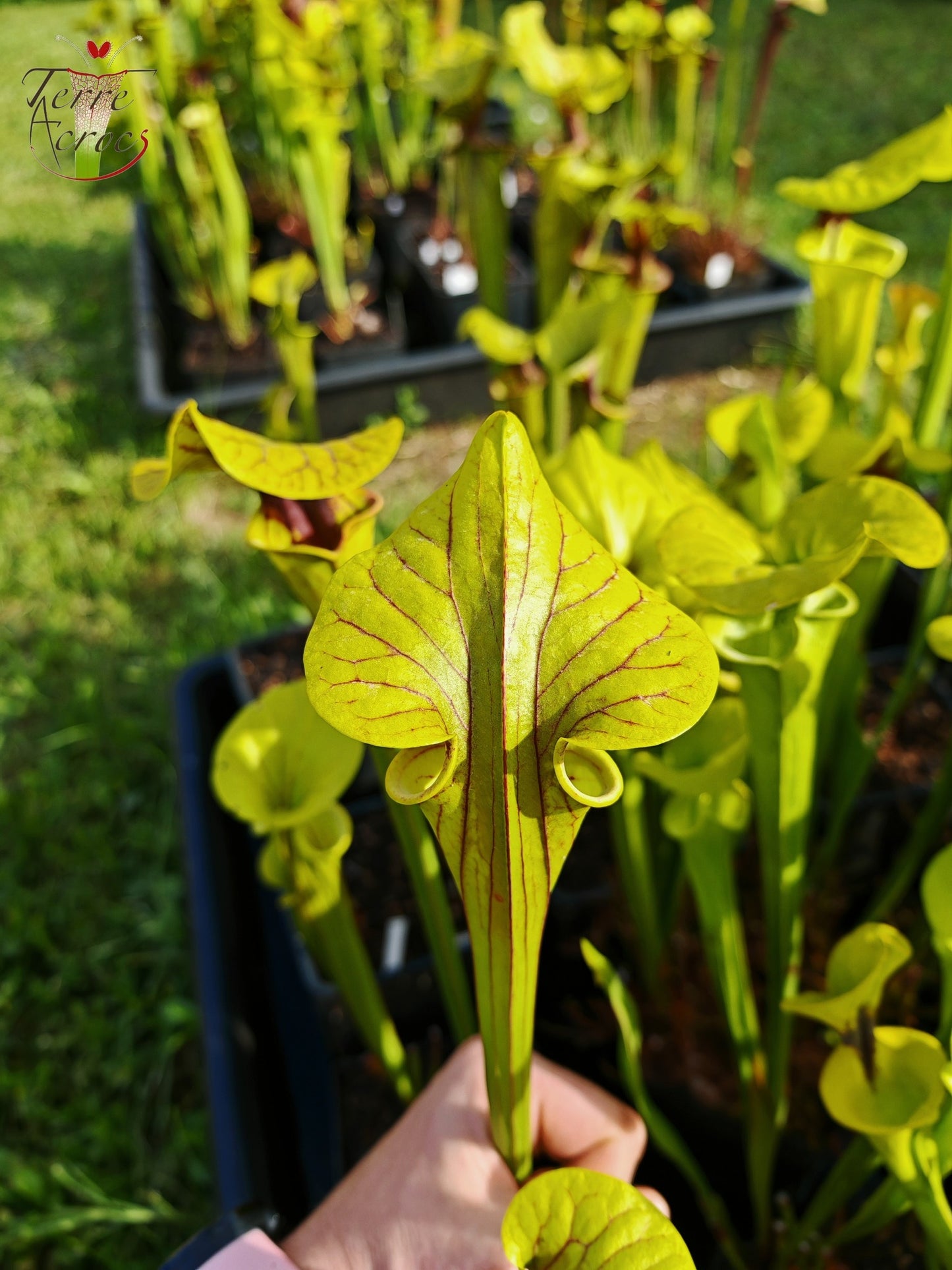 SFO05 Sarracenia flava var. ornata -- wewahitchka