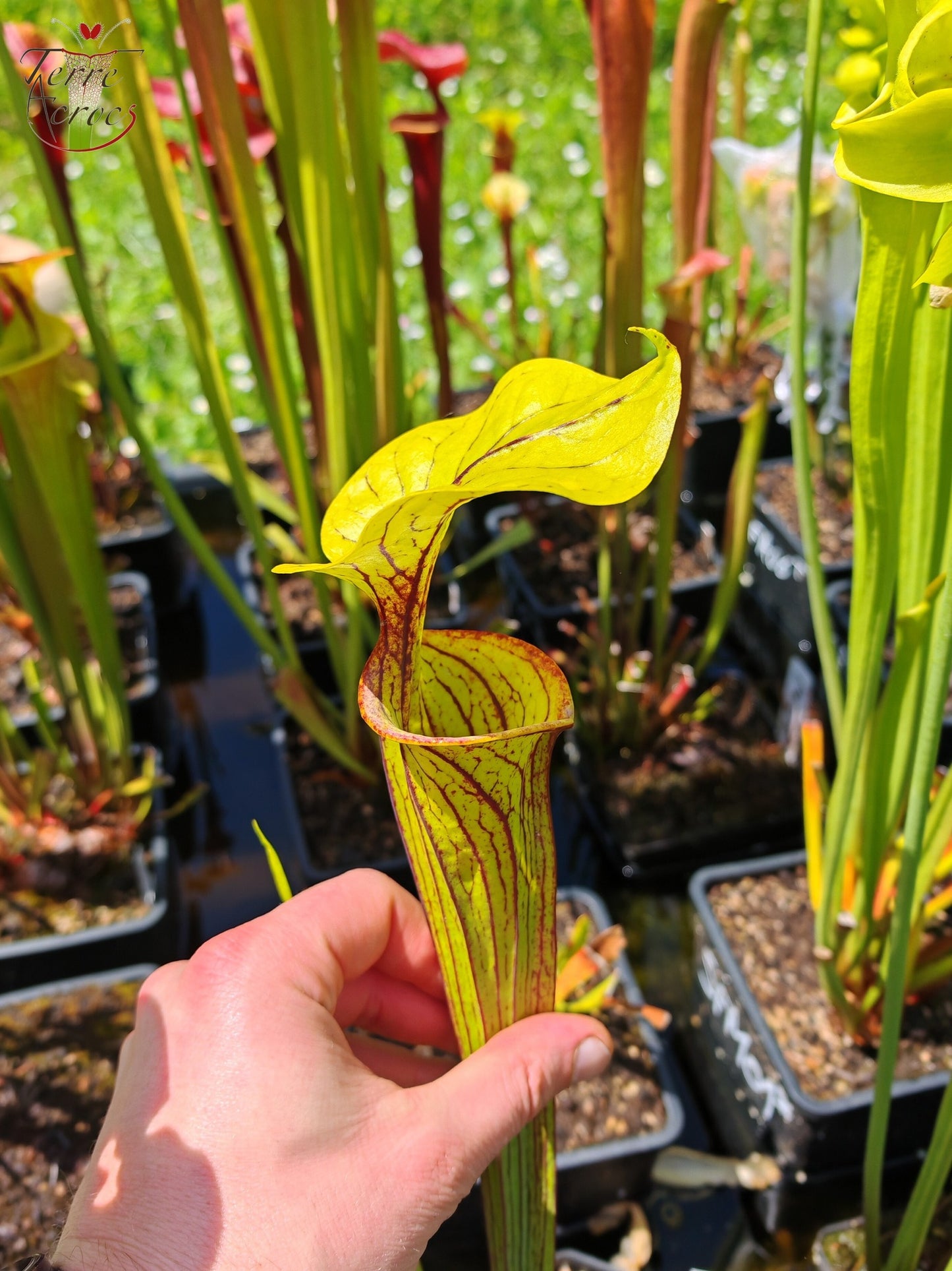 SFO06 Sarracenia flava var. ornata -- Apalachicola National Forest, FL Clone 3 (W) (F220, MK)
